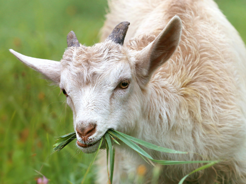 goat eating grass