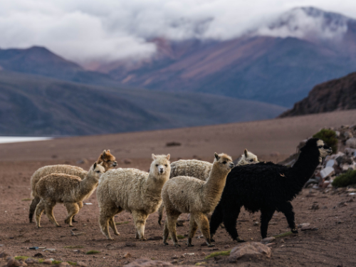 alpacas in the mountains