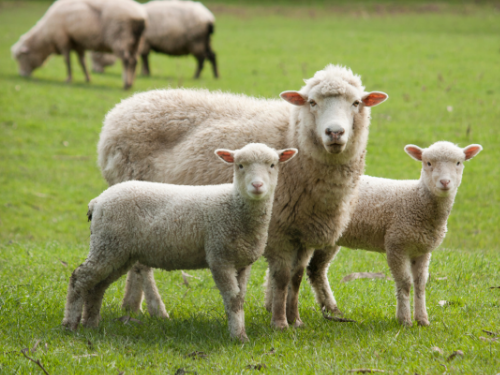 sheep in a field