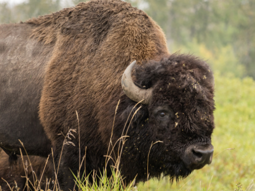 bison in a field