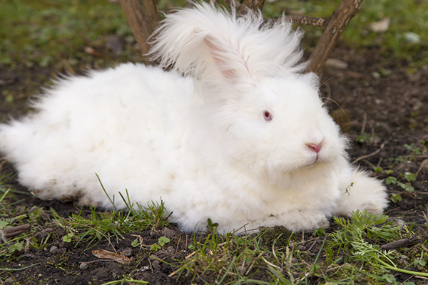 angora rabbit