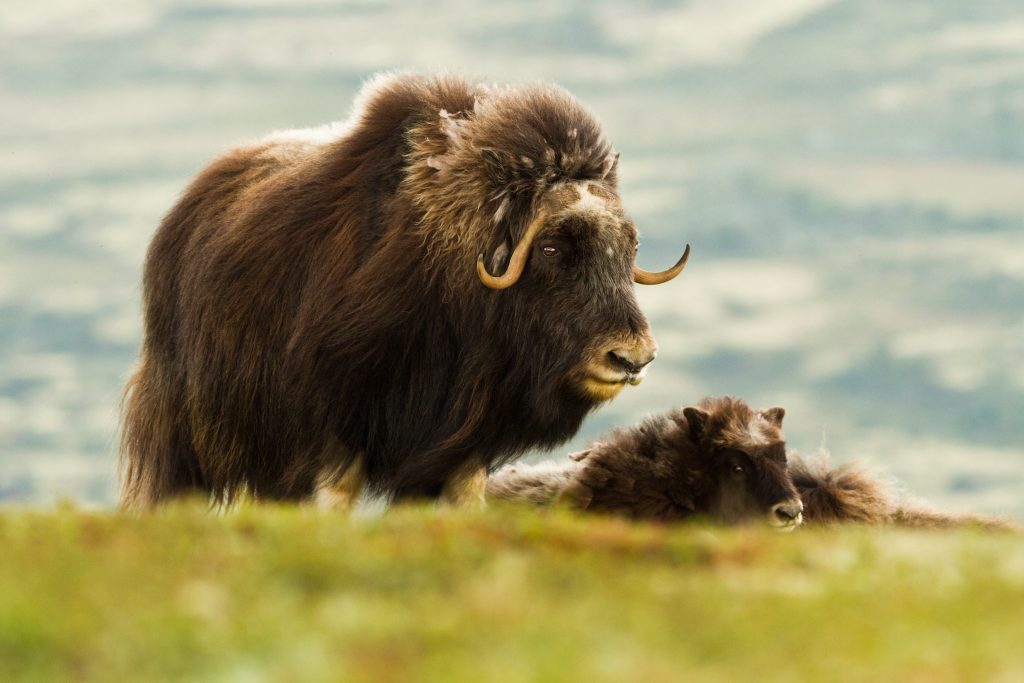 The Muskox (Dovrefjell Norway)