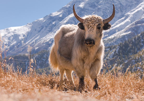 Tibetan Yak