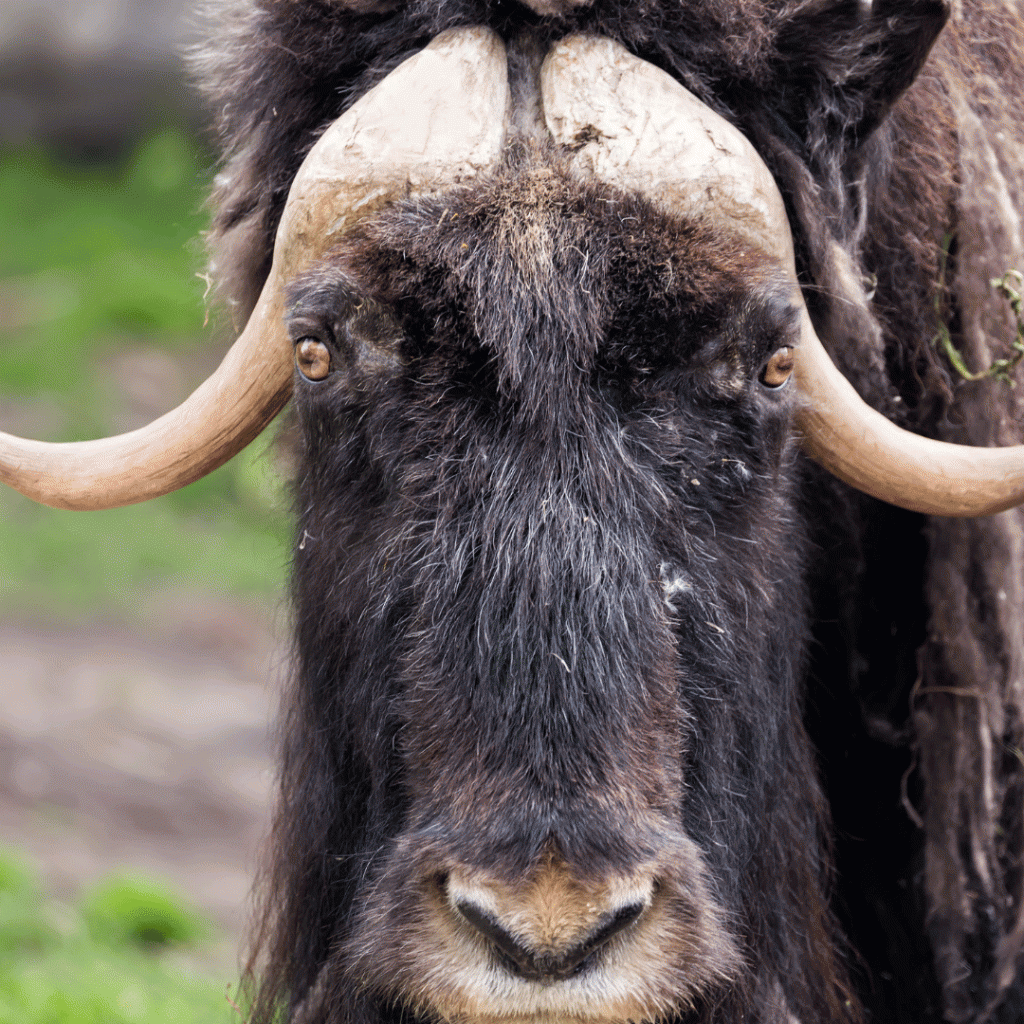 muskox