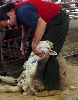 sheepshearingdemo