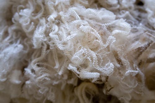 Superfine merino wool fleece from a shorn sheep - crimpy fiber 