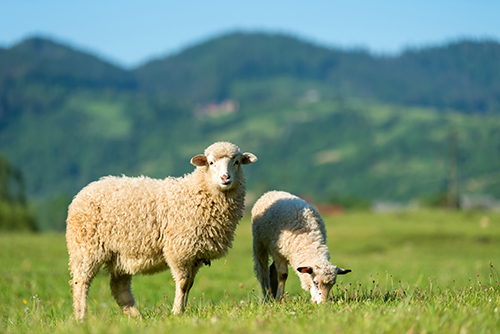 sheep in the sunlight