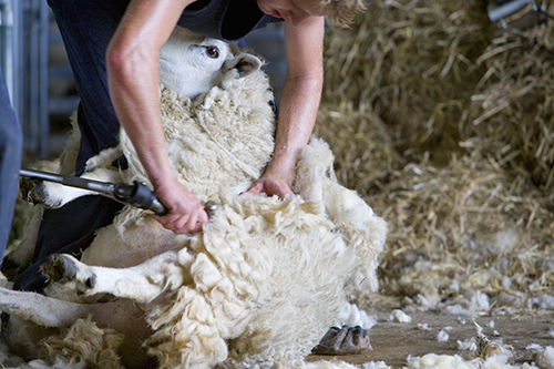 Young farmer shearing sheep for wool in barn
