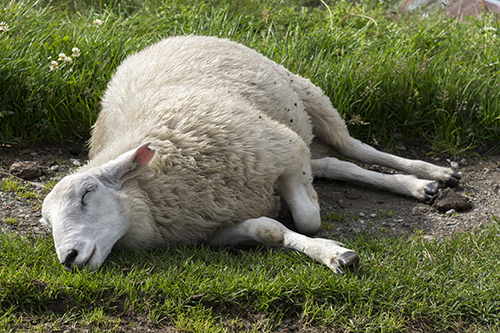 sheep sleeping on the pastures of Norway
